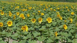 2013　早い時期ですが一部開花してます