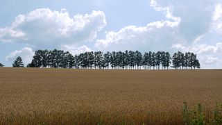 美瑛　セブンスターの木・パッチワークの路