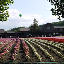 ファーム富田から見えるメロンバルーン