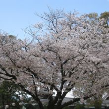 桜の名所でもある。