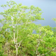 樹木の向こうにあるんだよ！