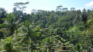 ライステラスを眺めて昼食