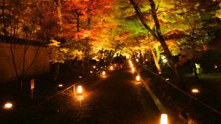 紅葉ライトアップ＠宝厳院