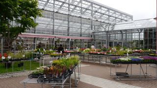 羊蹄山はどこ？