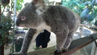 かわいいコアラと触れ合える！