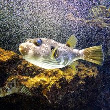 京都水族館　フグ