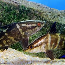 京都水族館　アカメ