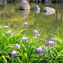 円山公園 （まるやまこうえん）の芭蕉