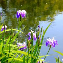 円山公園 （まるやまこうえん）の芭蕉