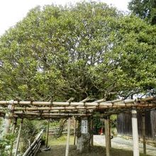 豊臣秀頼の家老片桐且元お手植えの木