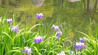 花見が終わって、次は菖蒲です