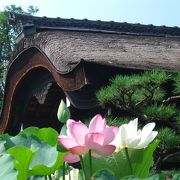 蓮の花咲く法金剛院