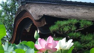 蓮の花咲く法金剛院