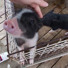 ミニぶた赤ちゃん ホワイトタイガー赤ちゃん By Machikane しろとり動物園のクチコミ フォートラベル