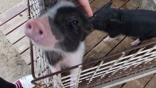 ミニぶた赤ちゃん ホワイトタイガー赤ちゃん By Machikane しろとり動物園のクチコミ フォートラベル