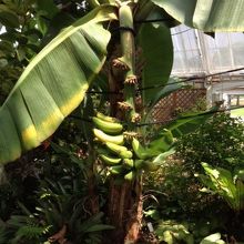 温室でのバナナの栽培