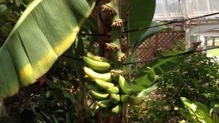 豚や鶏が見れる