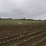 北竜町ひまわりの里