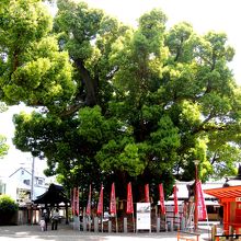 住吉大社の初辰まいり