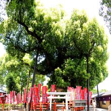 住吉大社の初辰まいり