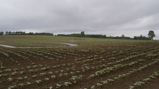 北竜町ひまわりの里