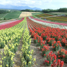 四季彩の丘を上部から見た景色です。完全に人工的なお花畑です。