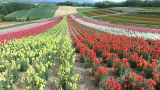 一見の価値あり