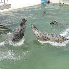 アザラシが伸び上がって空中で魚をキャッチ