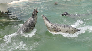 小さいけれど楽しめる水族館