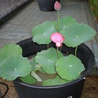 入口に咲いていた蓮の花