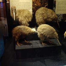 キウィの展示です。