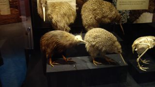 ニュージーランドの勉強になります。