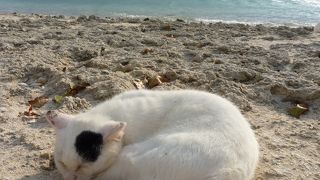 猫がイッパイ。穏やかな海で星砂探しに集中。