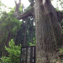 存在感があります