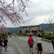 整備された遊歩道