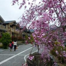 桜の花は八部咲き 