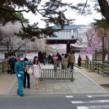 桜を見ながら徒歩１０分ほどで世界遺産 醍醐寺に到着 