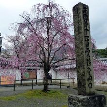 見事な枝垂れ桜が向かえてくれます 