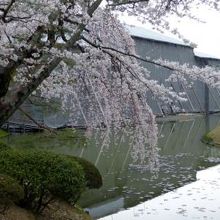 枝垂れ桜と鳳凰堂 