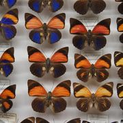 蝶のコレクションは自分で採取した蝶