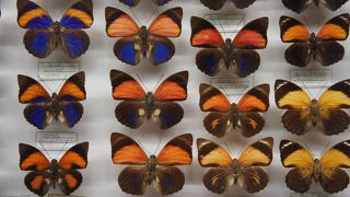 蝶のコレクションは自分で採取した蝶