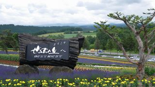 国道沿いの花畑