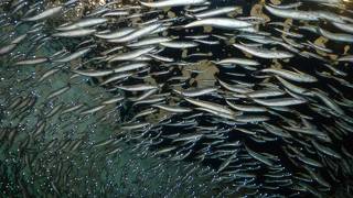 下関市立しものせき水族館 海響館