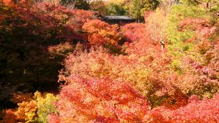 行くなら絶対午前中！真っ赤な綺麗な紅葉を見る為には。