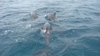 本当にイルカが目の前を泳いだり、舟の下をくぐったりします！