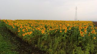 思ったより狭くひまわりも小さかった。