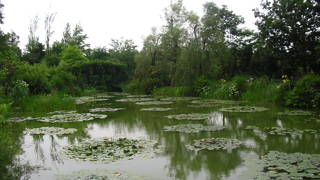 モネの庭の花がきれい