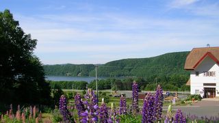 冬になると白鳥が来ます