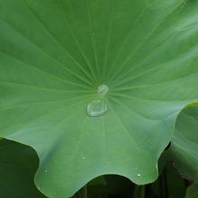 蓮の葉には、水滴が