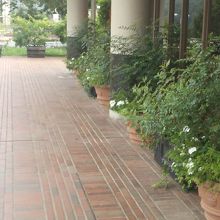 レストラン前の緑のカーテン